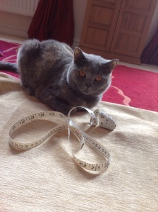 This is macie, my British shorthair helping out with measuring the fabric. She's good like that ;)
