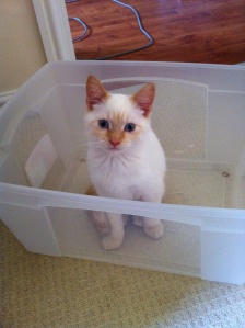 My little kitten dexter was most helpful with a suggestion of how to use one of the empty storage boxes! 